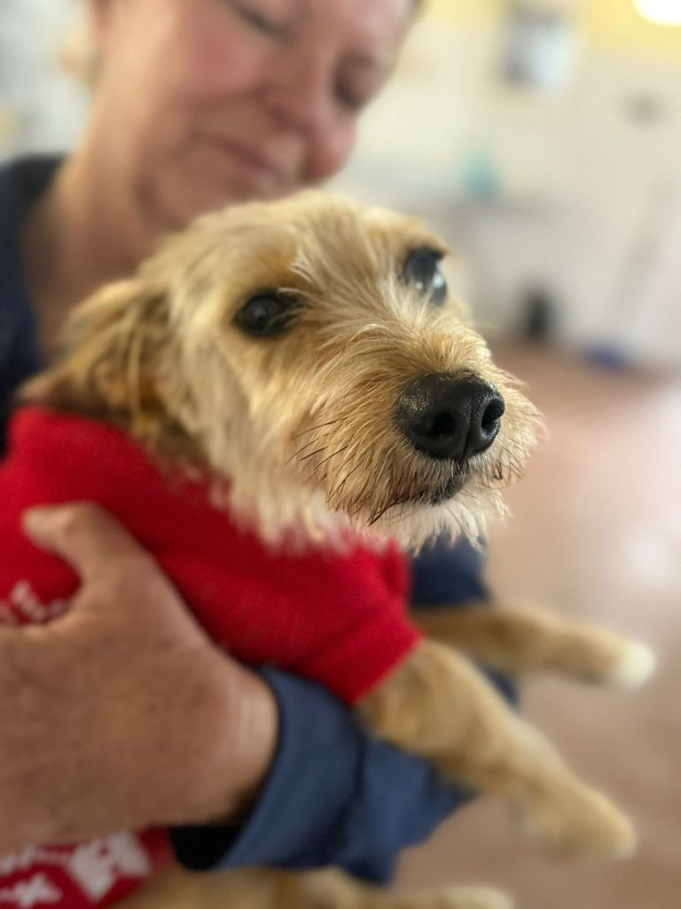 Disabled_dog_rescue_portugal_hope