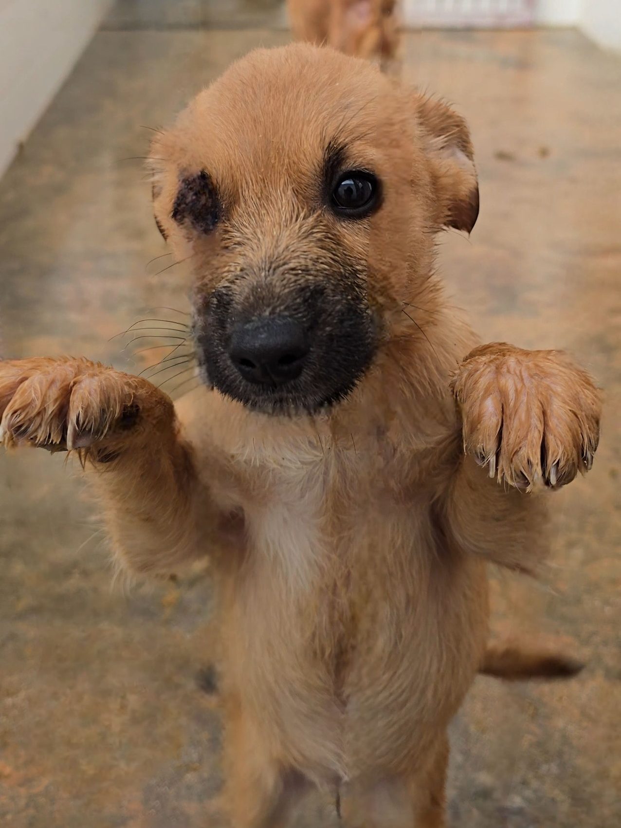 rescue_puppy_available_adoption