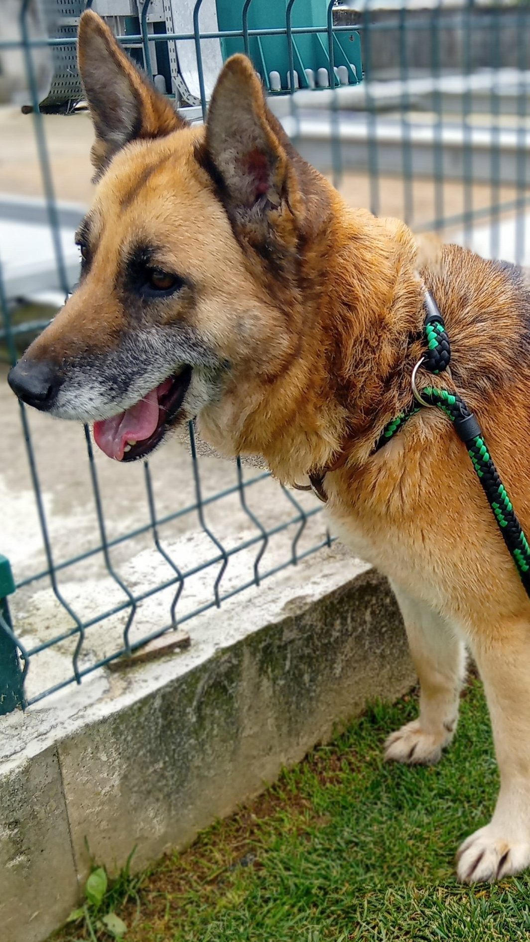 german_shepherd_rescue_portugal