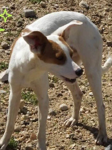 small_dog_rescue_portugal