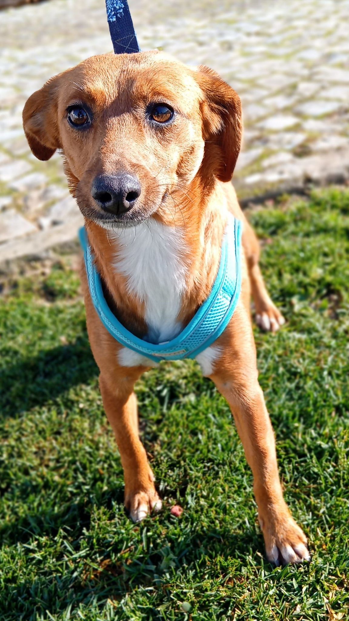 small_rescue_dog_portugal