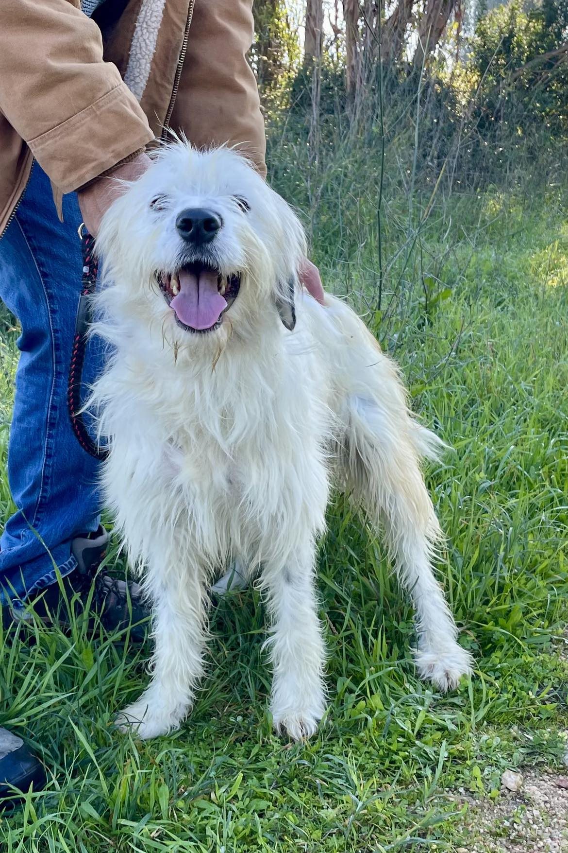 Dog_rescue_portugal_buzz