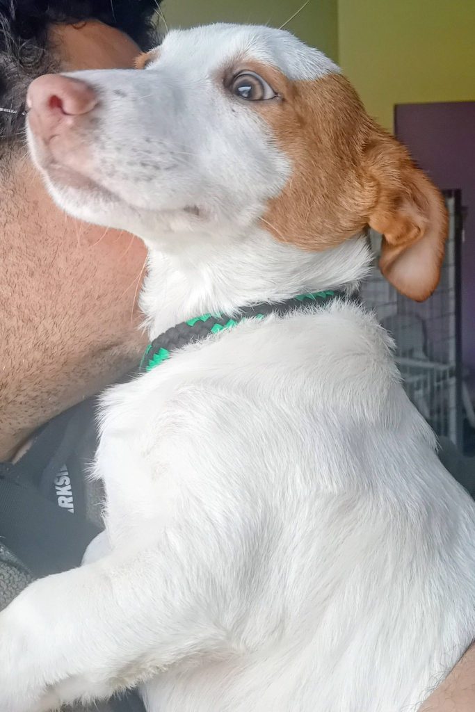 Dog_rescue_portugal_alex