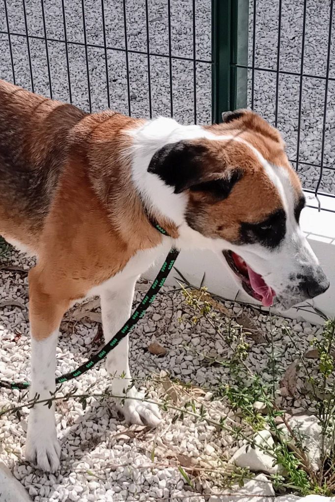 Portuguese_mastiff_rescue