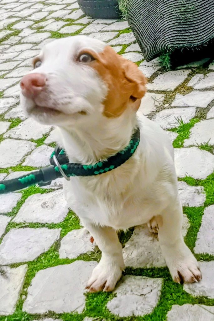 dog_rescue_portugal_ales