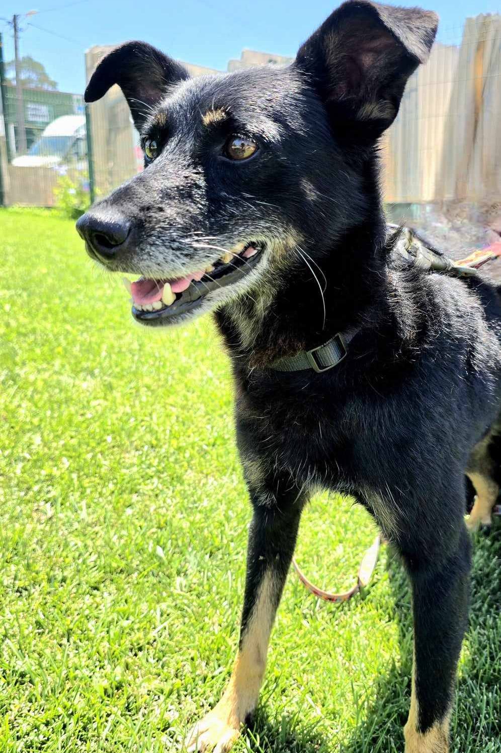 dog_rescue_portugal_archie