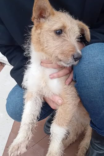 puppies available for adoption