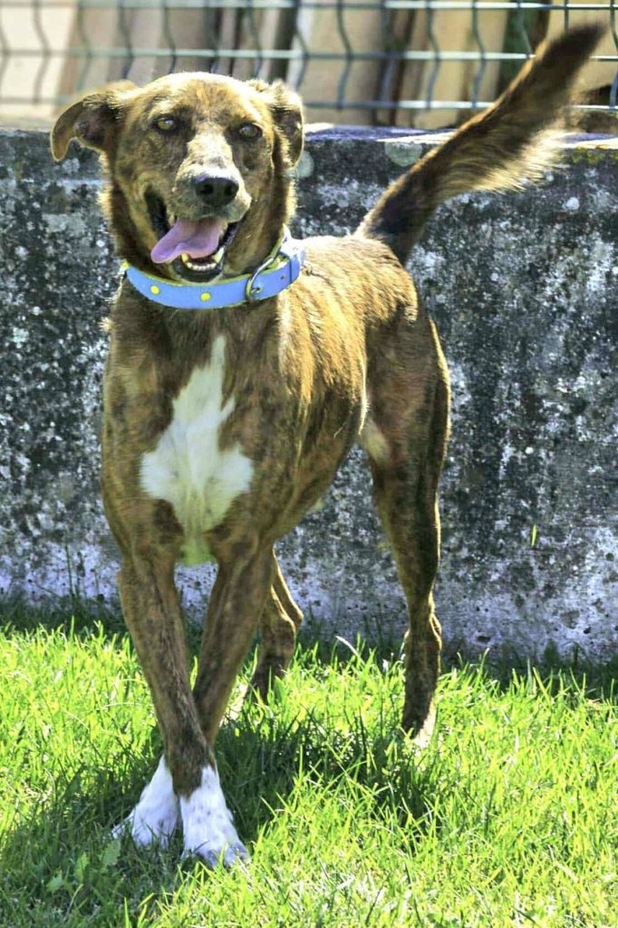 dog_adoption_portugal_dexy