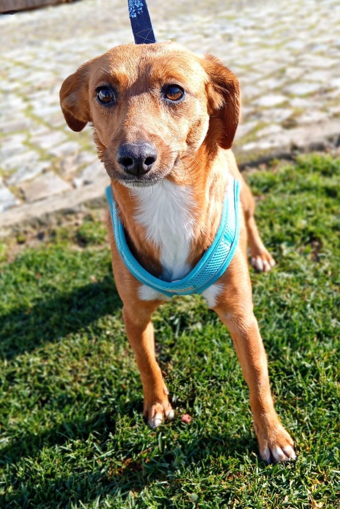 dog_rescue_portugal_emy