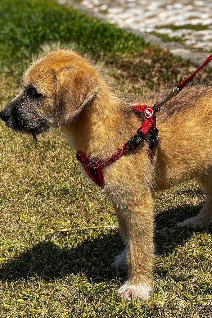 dog_rescue_portugal_harper