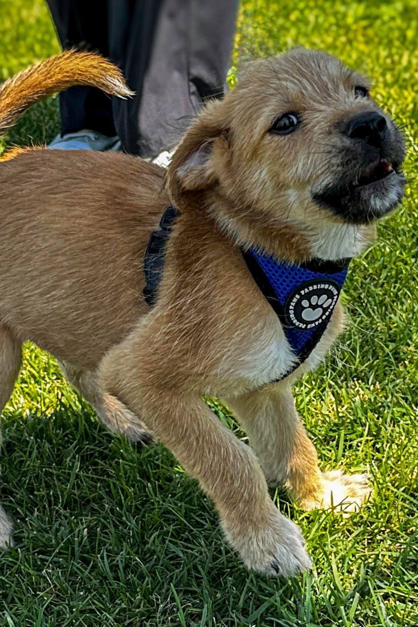 dog_rescue_portugal_kai