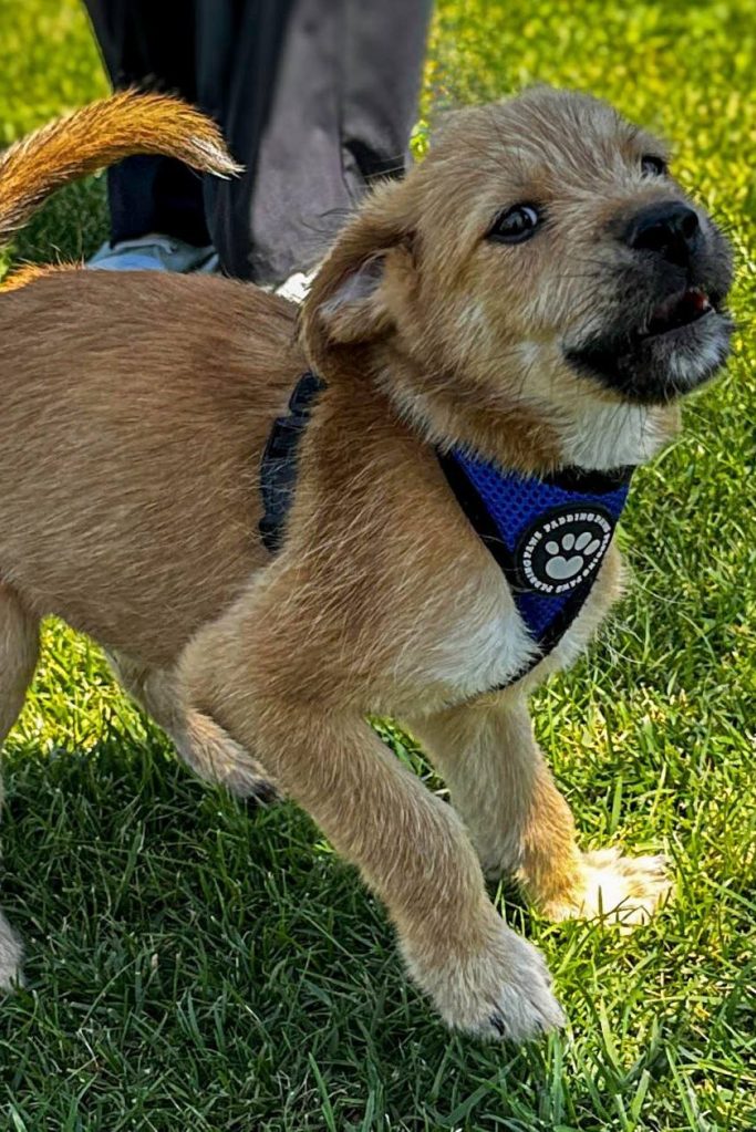 dog_rescue_portugal_kai