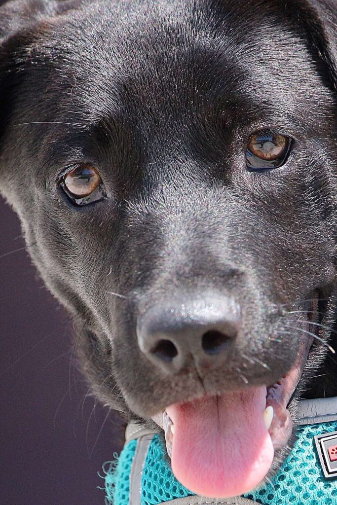 dog_rescue_portugal_naomi