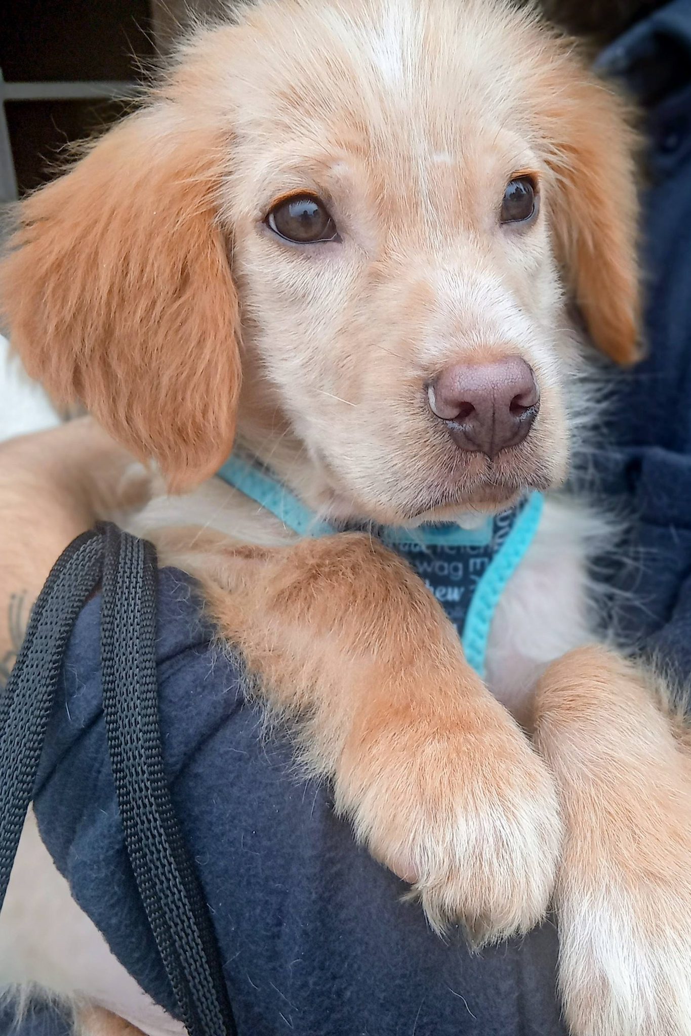 dog_rescue_portugal_nazare