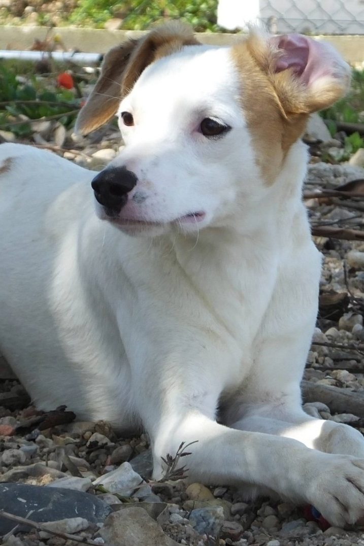 dog_rescue_portugal_nevado