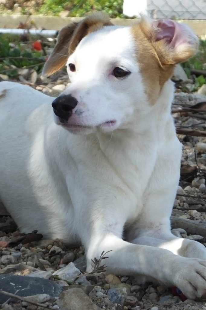 dog_rescue_portugal_nevado