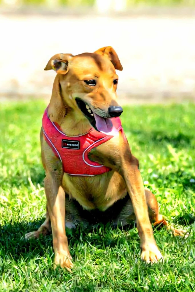 dog_adoption_portugal_nubia