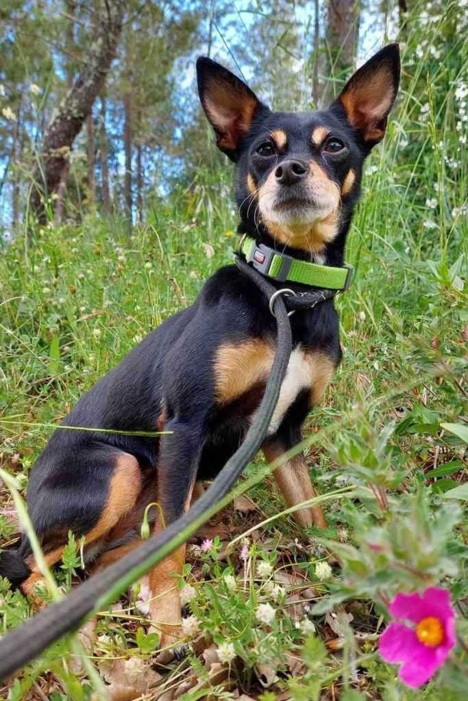 dog_rescue_portugal_paloma