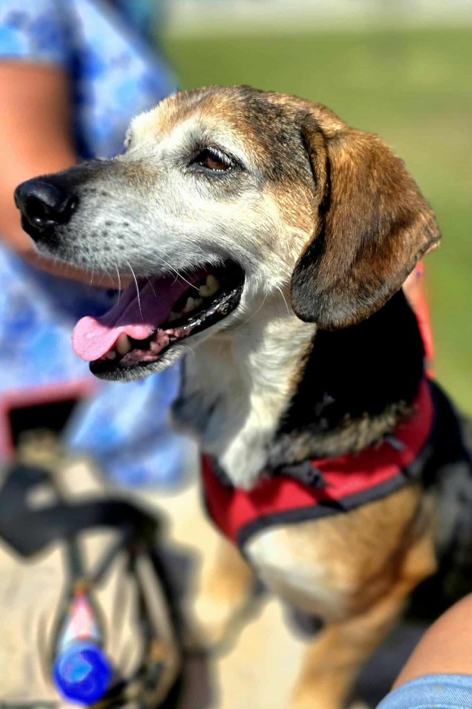 dog_rescue_portugal