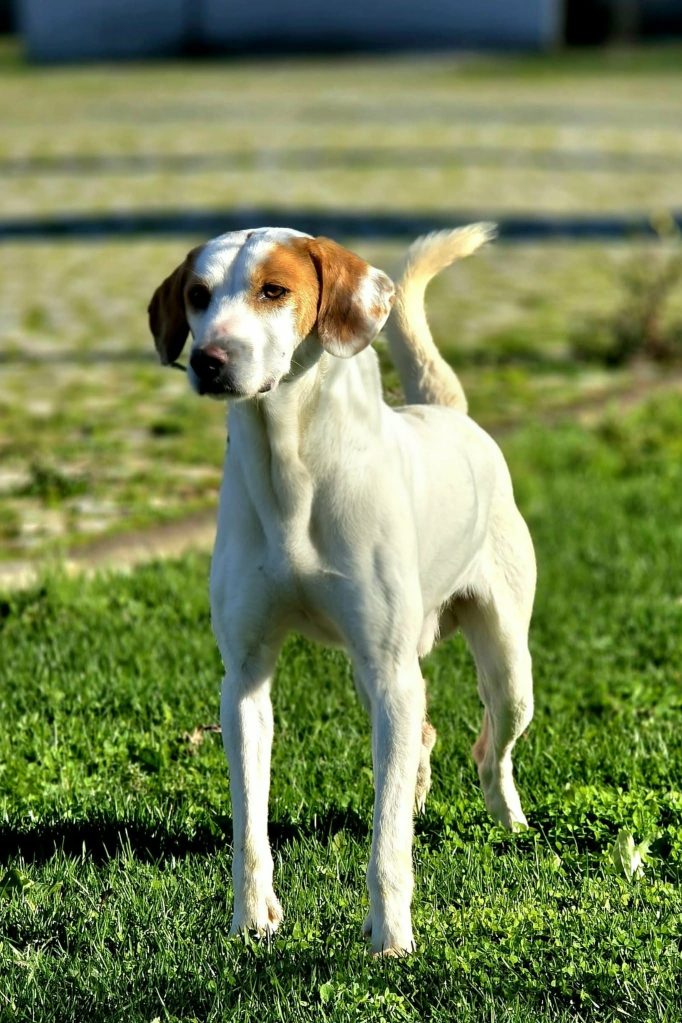 dog_rescue_portugal_salvador