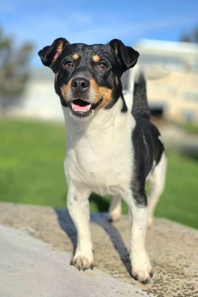 Dog_rescue_portugal_toby