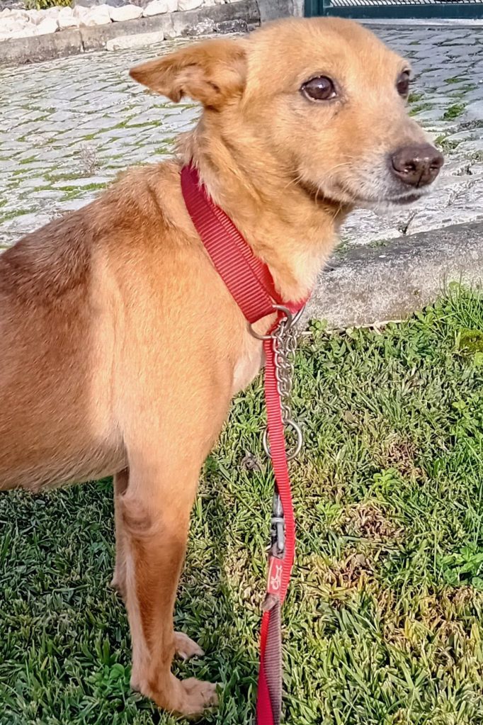 dog_rescue_portugal_tusha