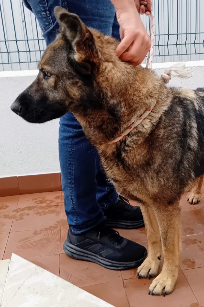 dog_rescue_portugal