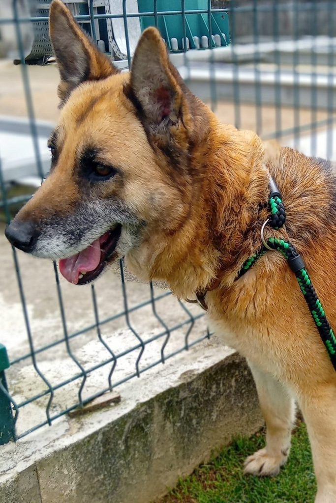 german_shepherd_rescue_portugal_sky