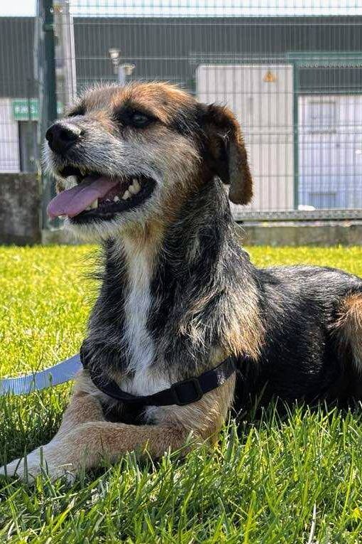 rescue_dogs_portugal