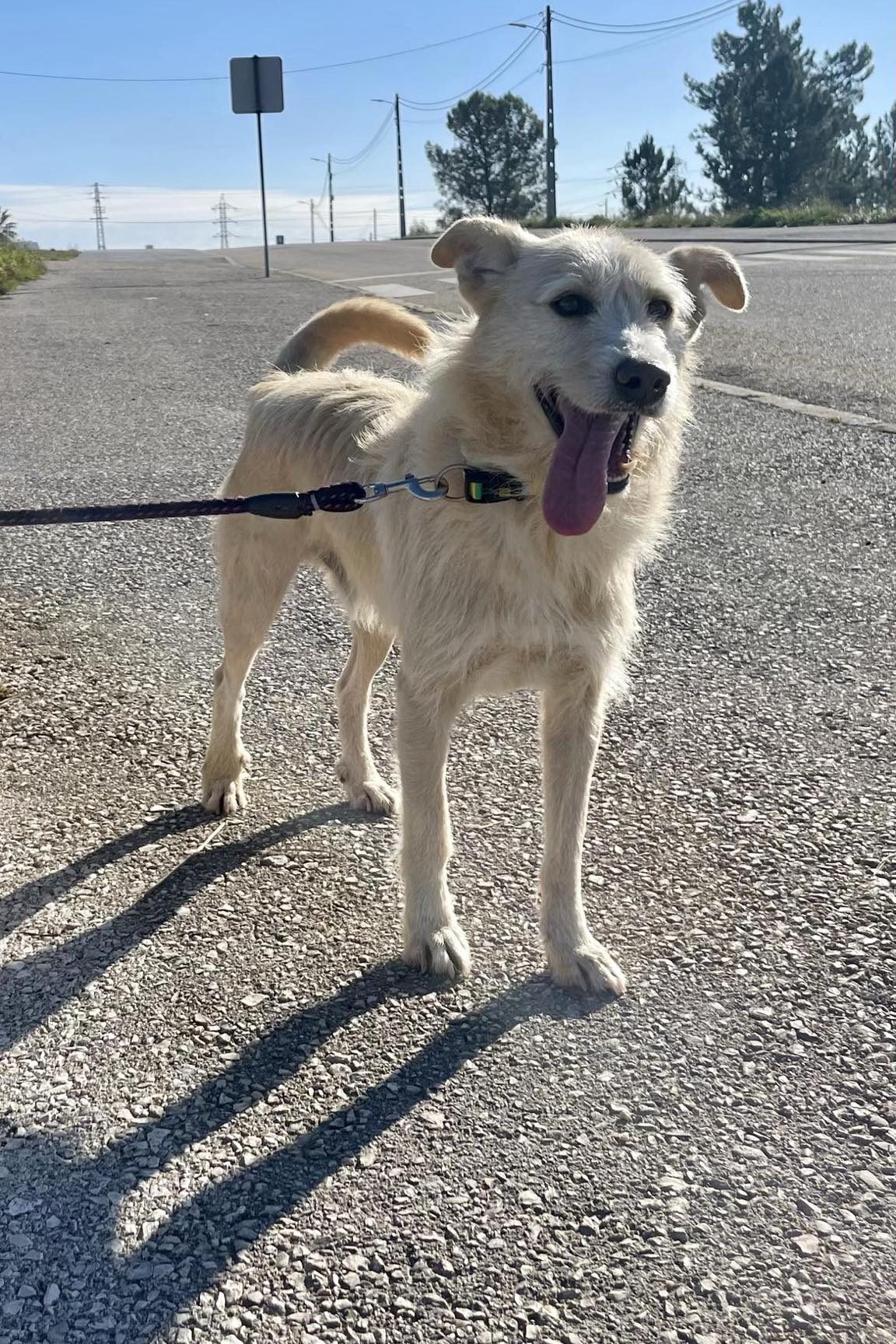 rescue_dogs_portugal_spike