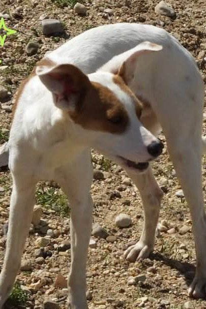 small_dog_rescue_portugal