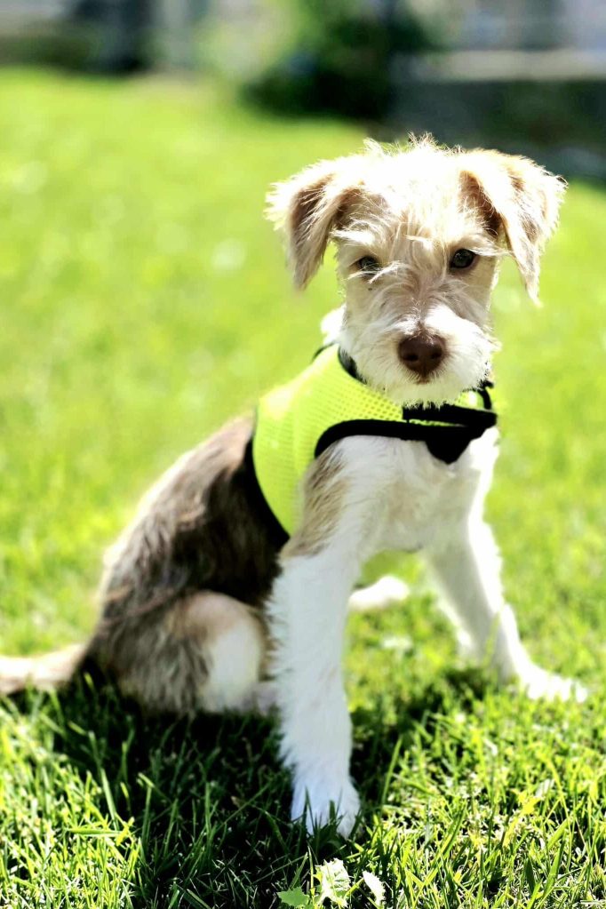 dog_rehoming_portugal