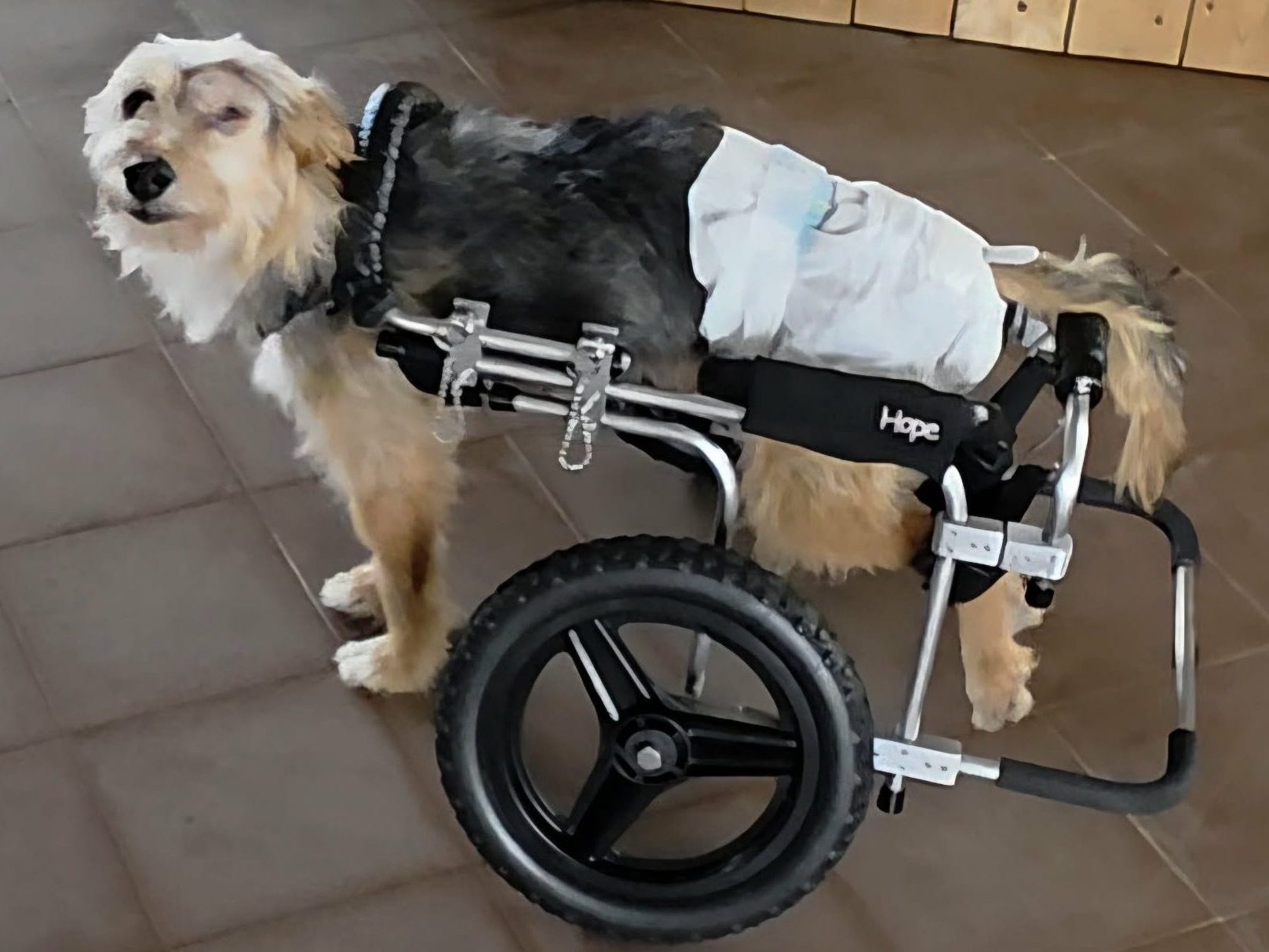 Dog_rescue_portugal_hope