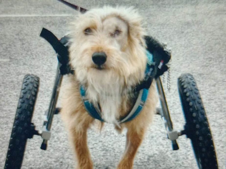 disabled_dog_wheels