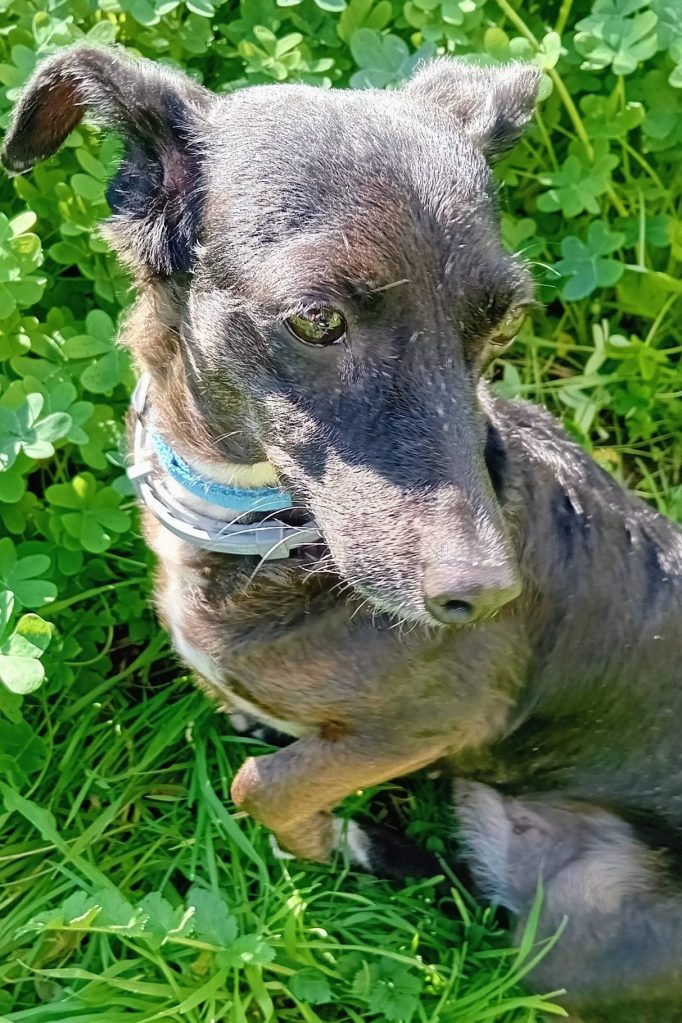 dog_rescue_portugal_anita