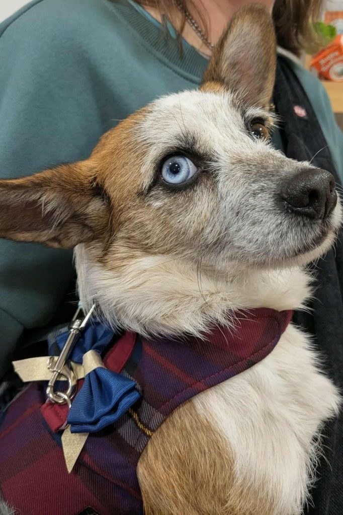 dog_adotion_portugal_jackie