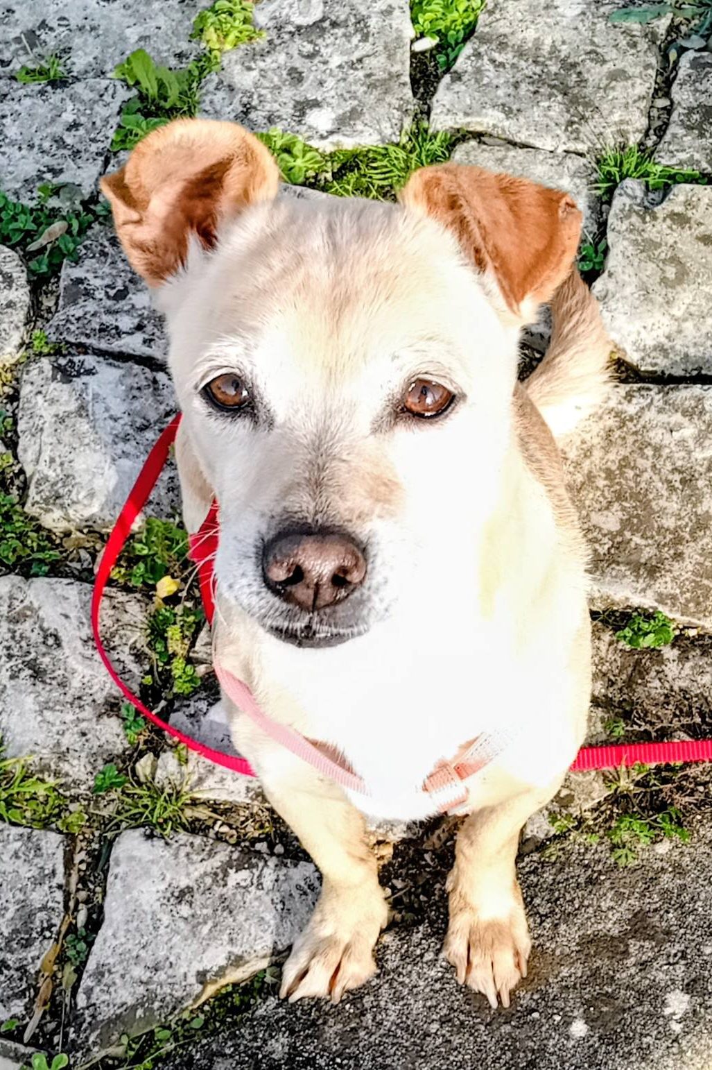 dog_rescue_portugal_lili