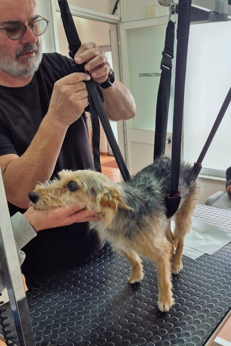 Disabled_dog_rescue_portugal