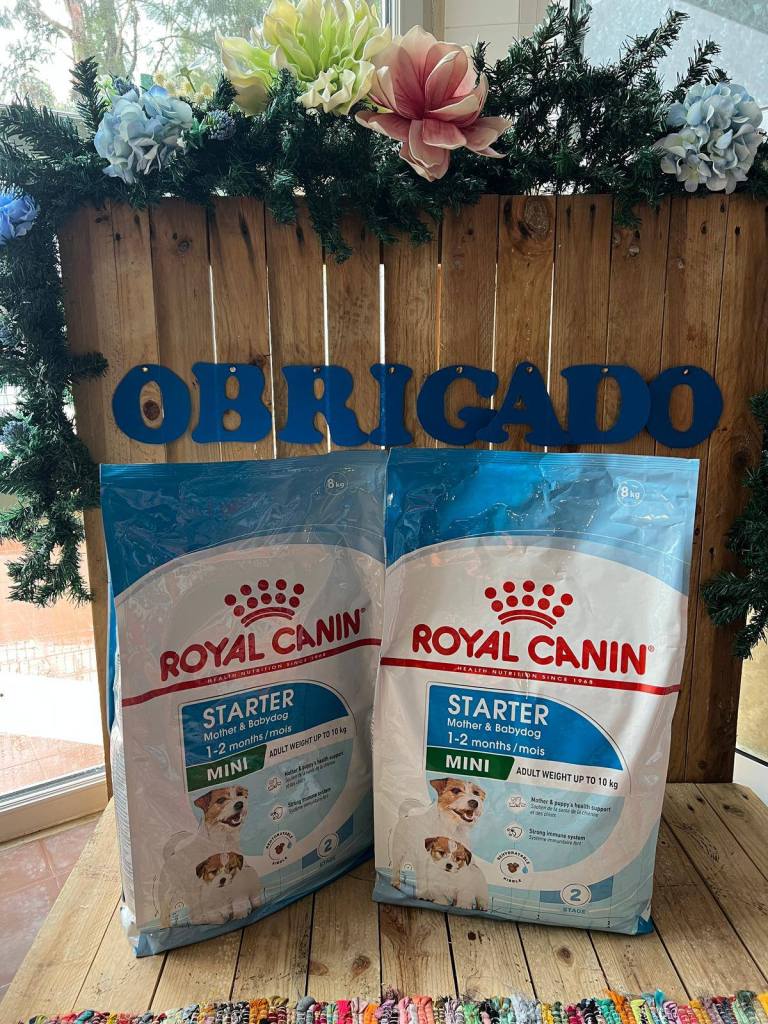 dog_rehoming_portugal_eu_and_uk