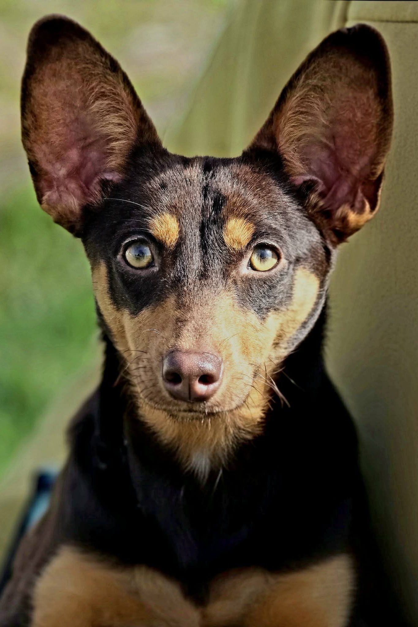 dog_rehoming_portugal_maple