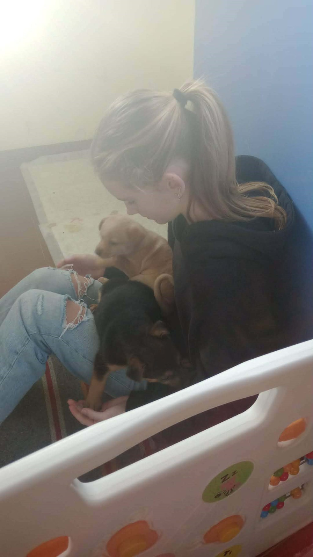 Why Your Kids Should Volunteer at a Local Dog&nbsp;Shelter