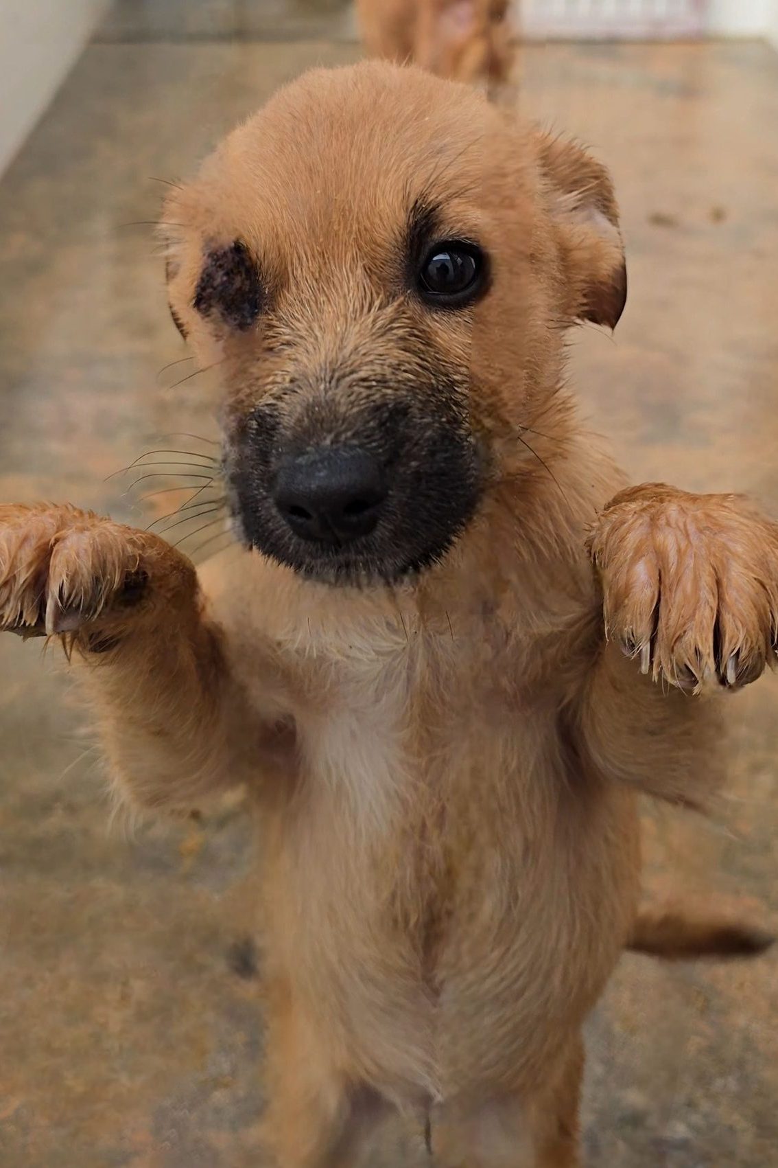 rescue_puppy_available_adoption