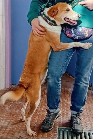 adopt_dog_portugal_mabel