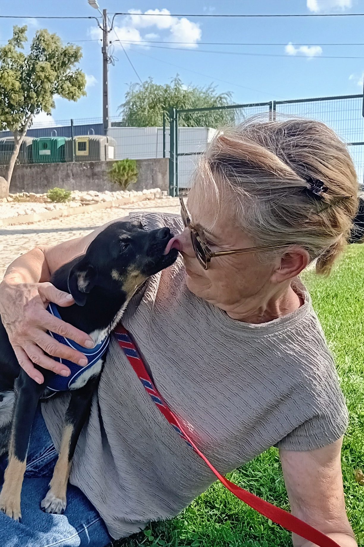 dog_rescue_portugal