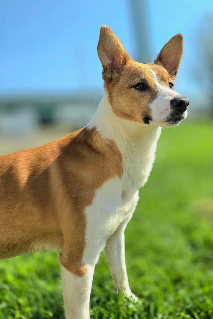 dog_homing_portugal_charles