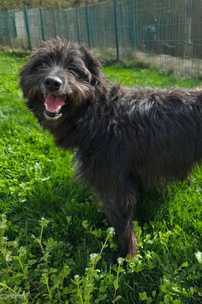 dog_rehoming_portugal_feijao