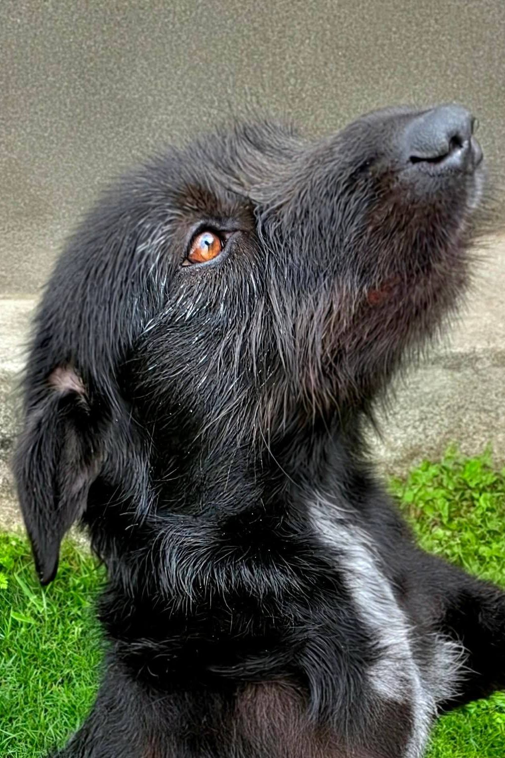 dog_rehoming_portugal_gloria