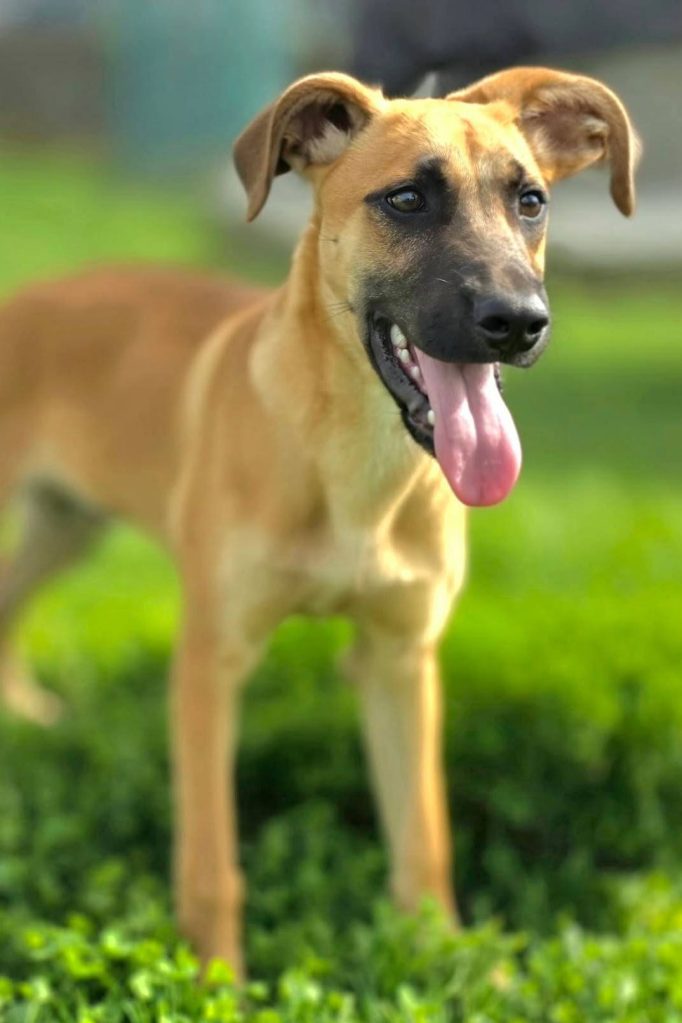 Dog_rehoming_portugal_scott