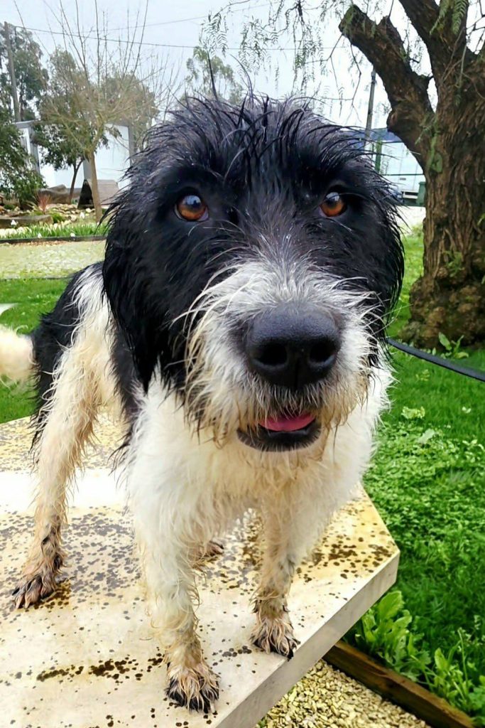 dog_rehoming_portugal_willow