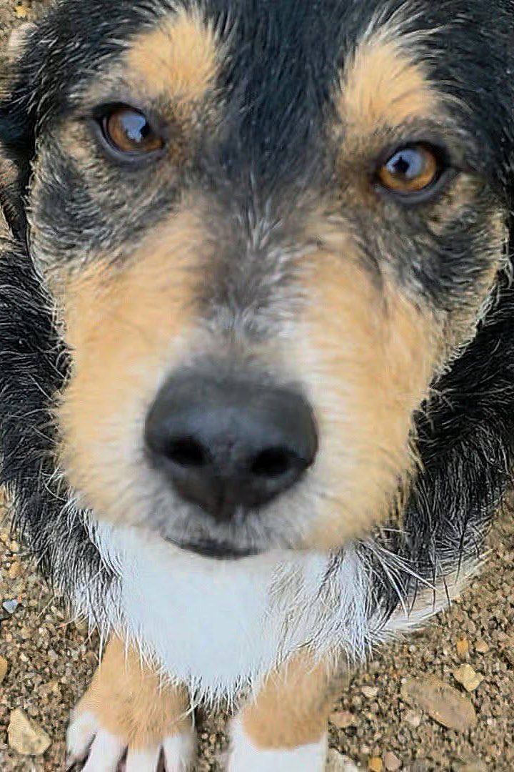 dog_rehoming_portugal_xavi